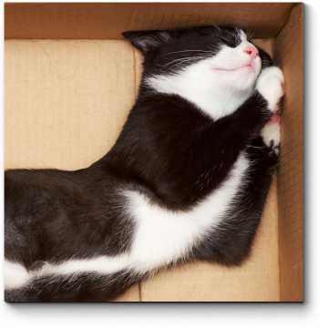 Модульная картина Кот в картонном домике