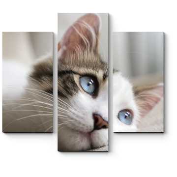 Модульная картина Голубоглазый кот