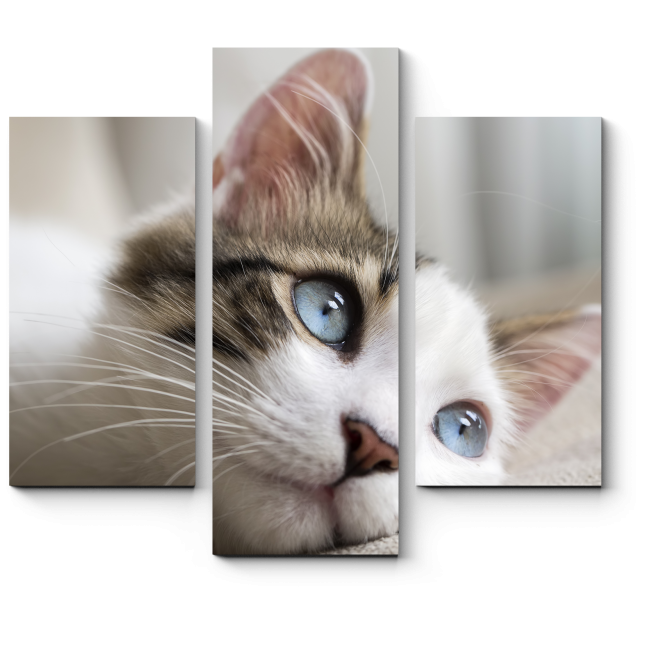 Модульная картина Голубоглазый кот