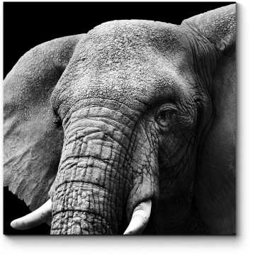 Модульная картина Портрет слона