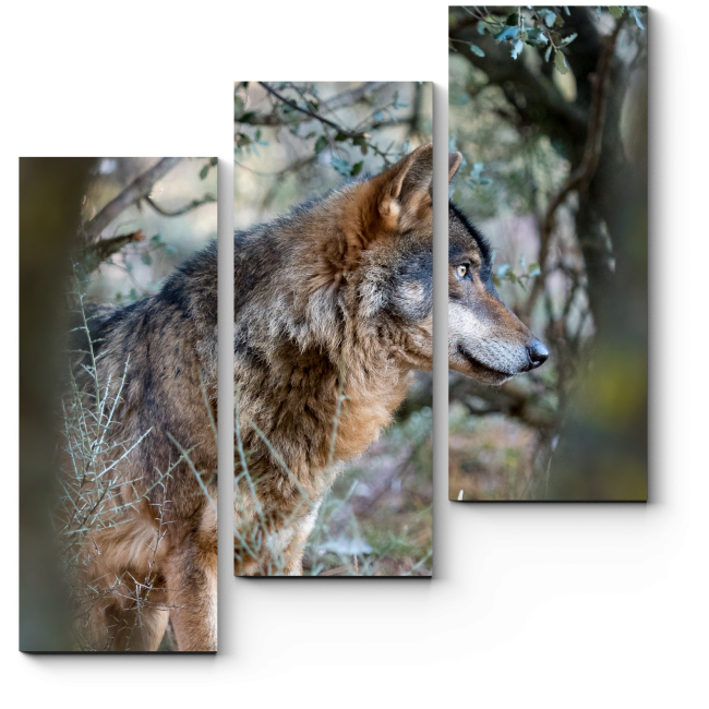 Модульная картина Волк спрятался между деревьями