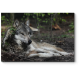 Модульная картина Волк отдыхает в лесу