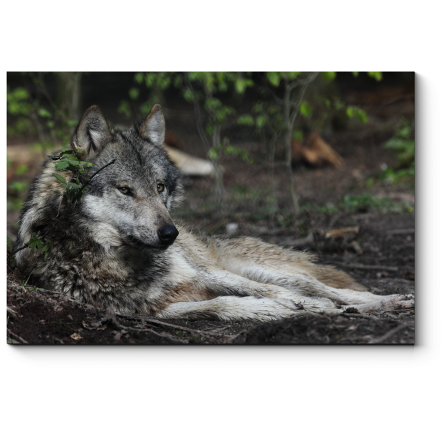 Модульная картина Волк отдыхает в лесу