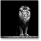 Портрет льва в темноте