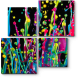 Модульная картина Разноцветные капли