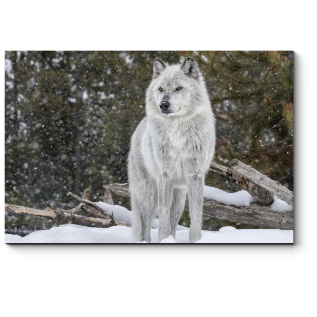 Модульная картина Серый волк