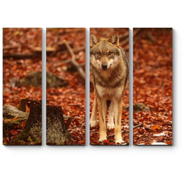 Модульная картина Волк в осеннем лесу