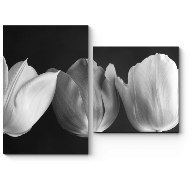 Модульная картина Монохромные тюльпаны