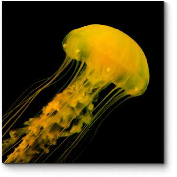Модульная картина Золотая медуза