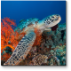 Морская черепаха в кораллах