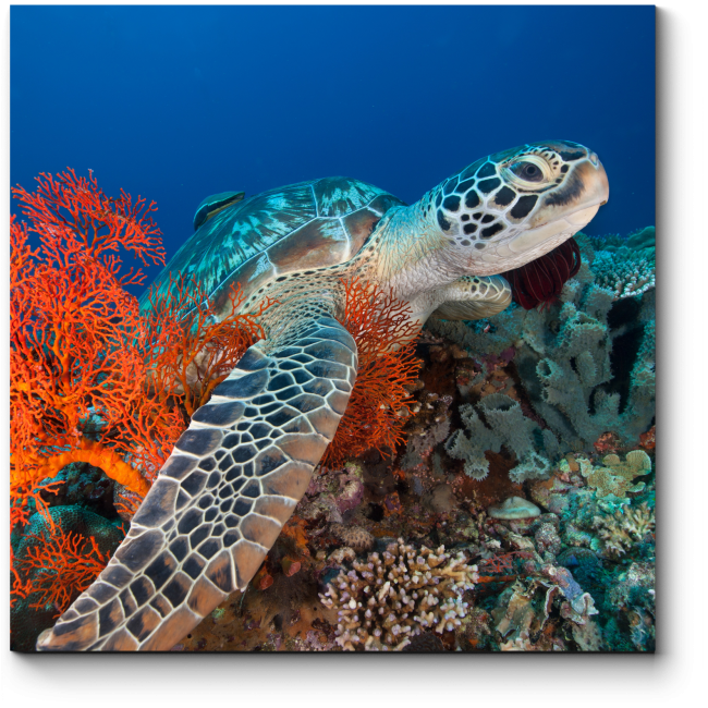 Модульная картина Морская черепаха в кораллах