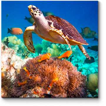 Модульная картина Черепаха в коралловом рифе