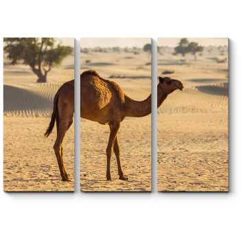 Модульная картина Верблюд, очарованный песками