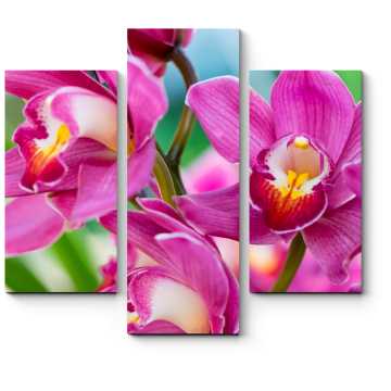 Модульная картина Тайские орхидеи, Чиангмай (Таиланд) 