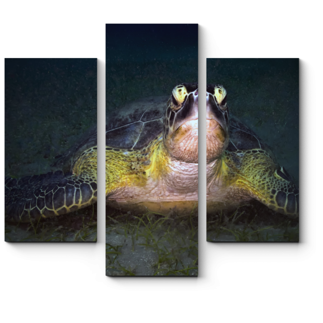Модульная картина Зеленая черепаха ночью 