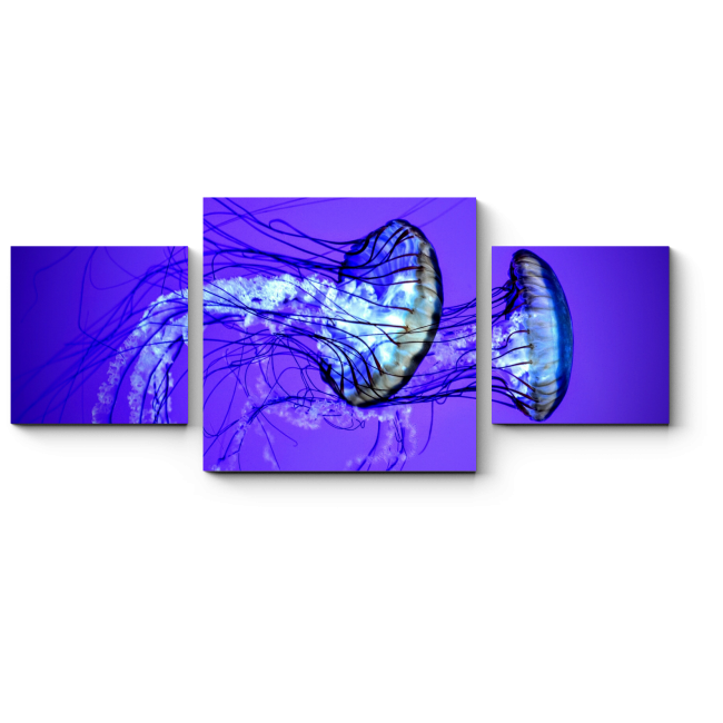 Модульная картина Пара изящных медуз