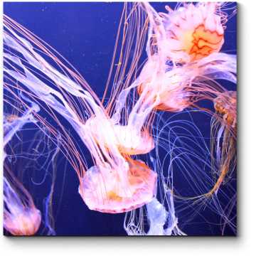 Модульная картина Очаровательные медузы