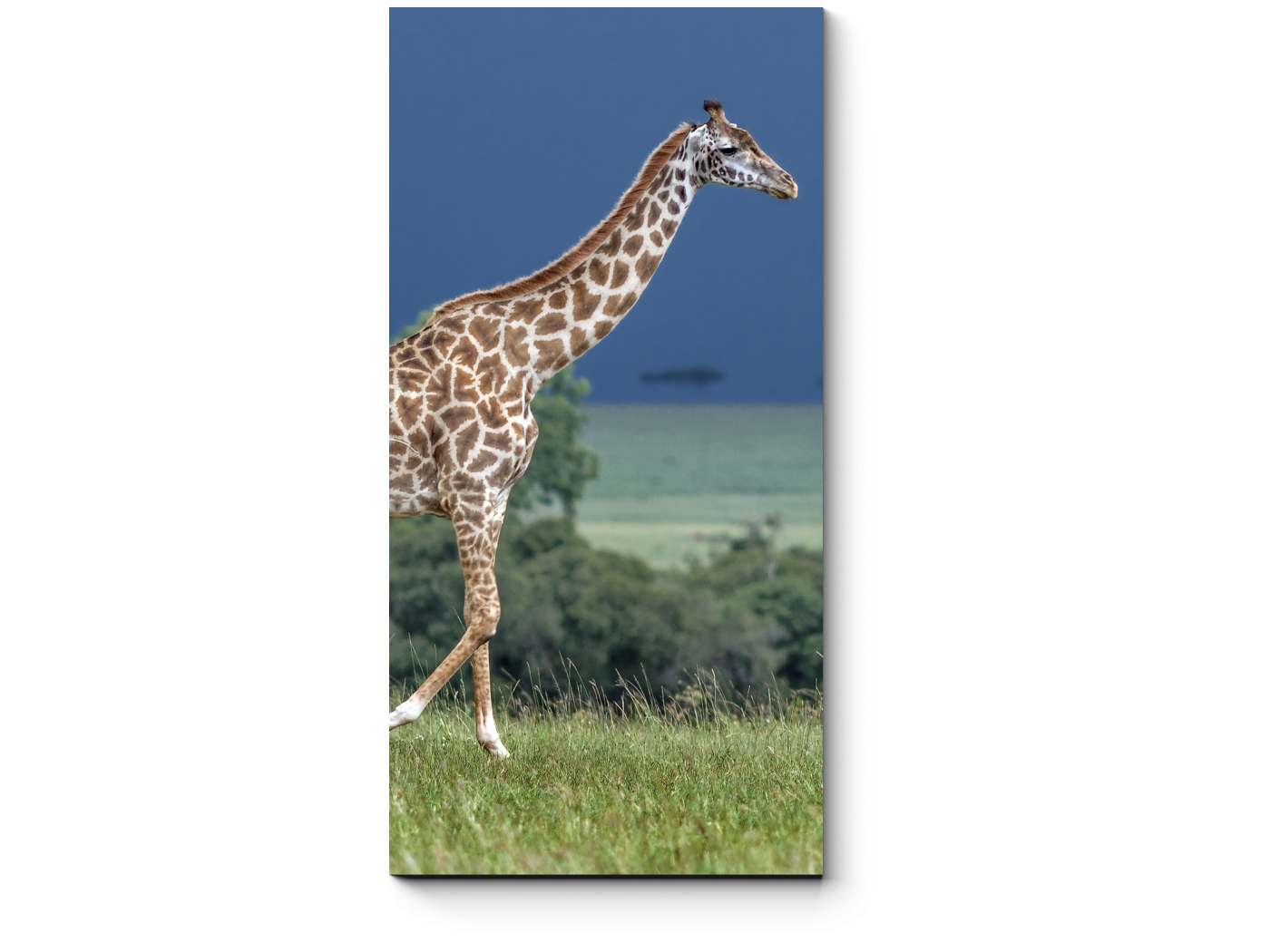Мод на жирафа. Прогулка с жирафом. Модульная картина Жираф. Модульная картина с жирафами. Жираф черно белое фото.