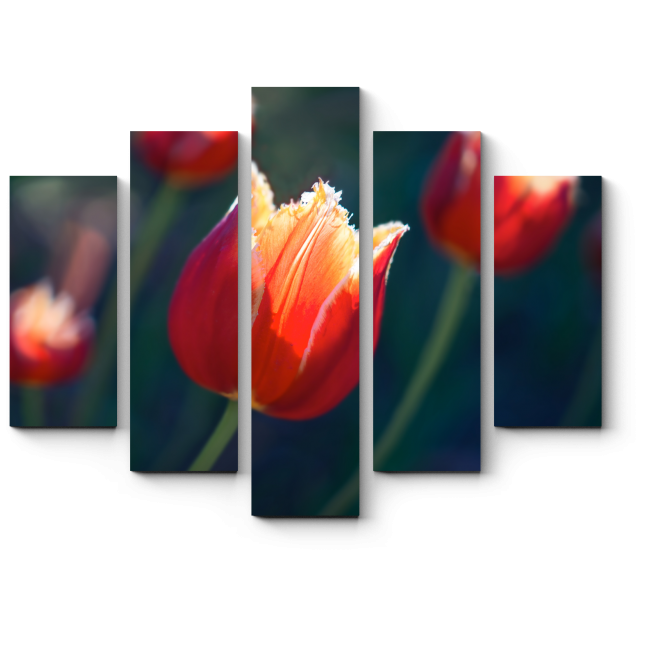 Модульная картина Красивый тюльпан