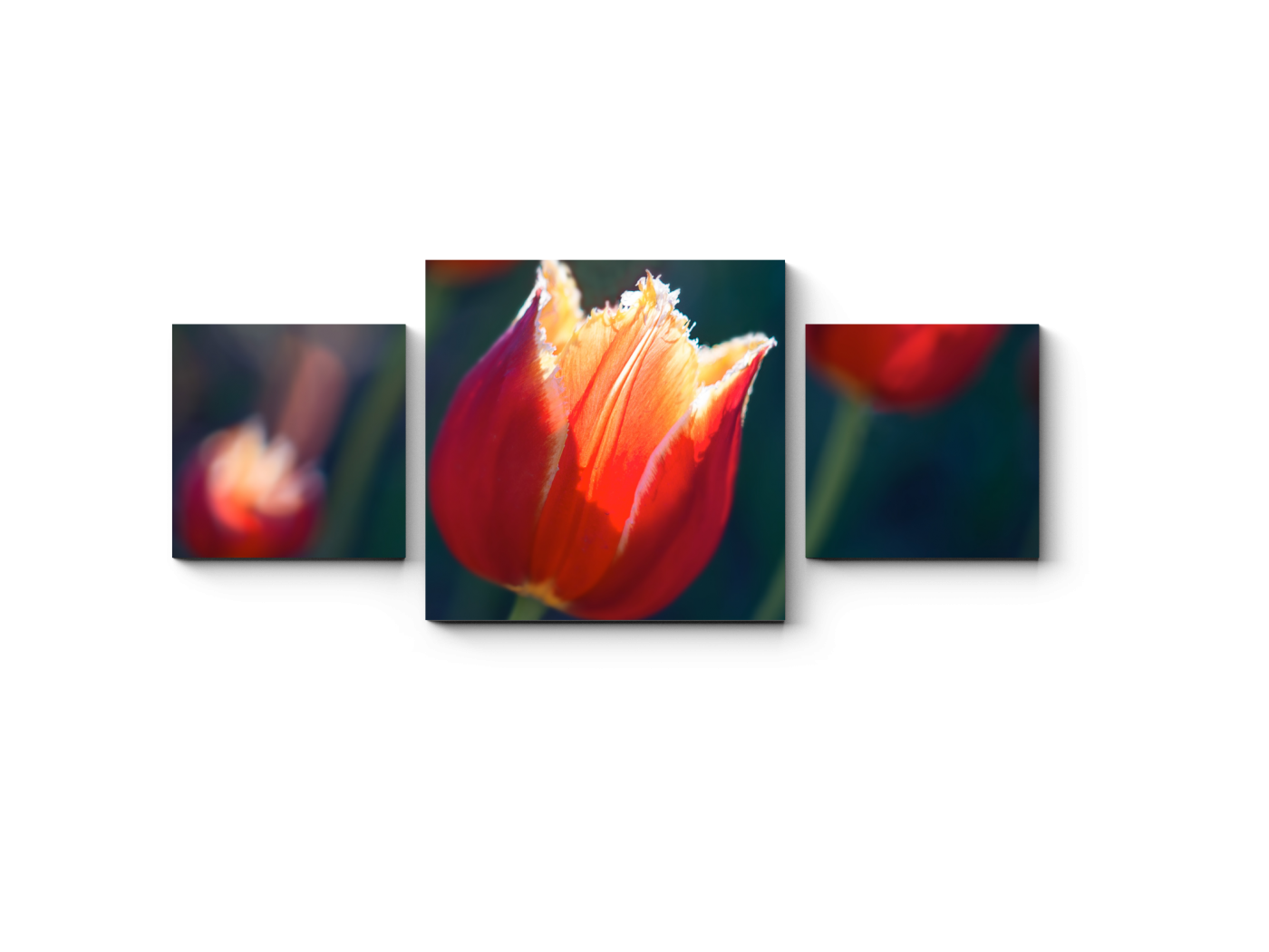 

Модульная картина Picsis, Красивый тюльпан (20x20)