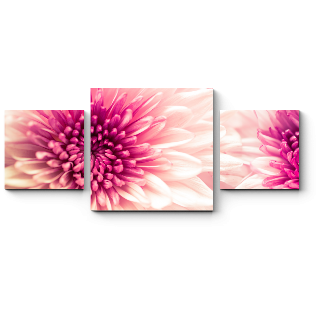 Модульная картина Розовая хризантема