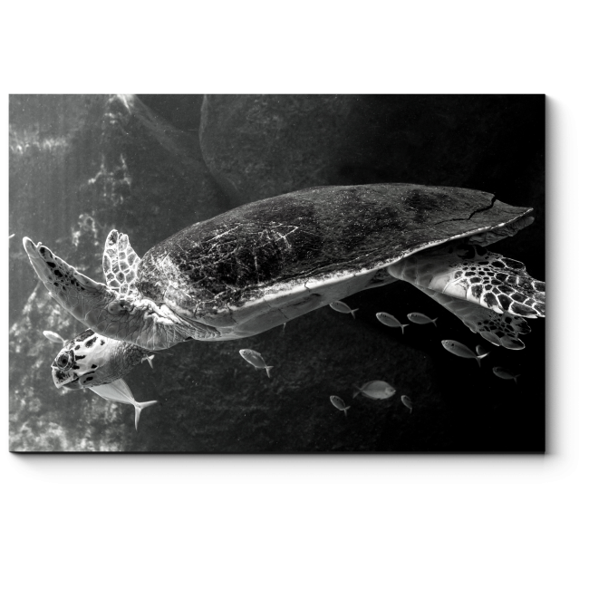 Модульная картина Морская черепаха