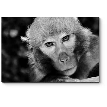 Модульная картина Портрет харизматичной обезьянки