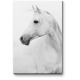 Модульная картина Белая лошадка