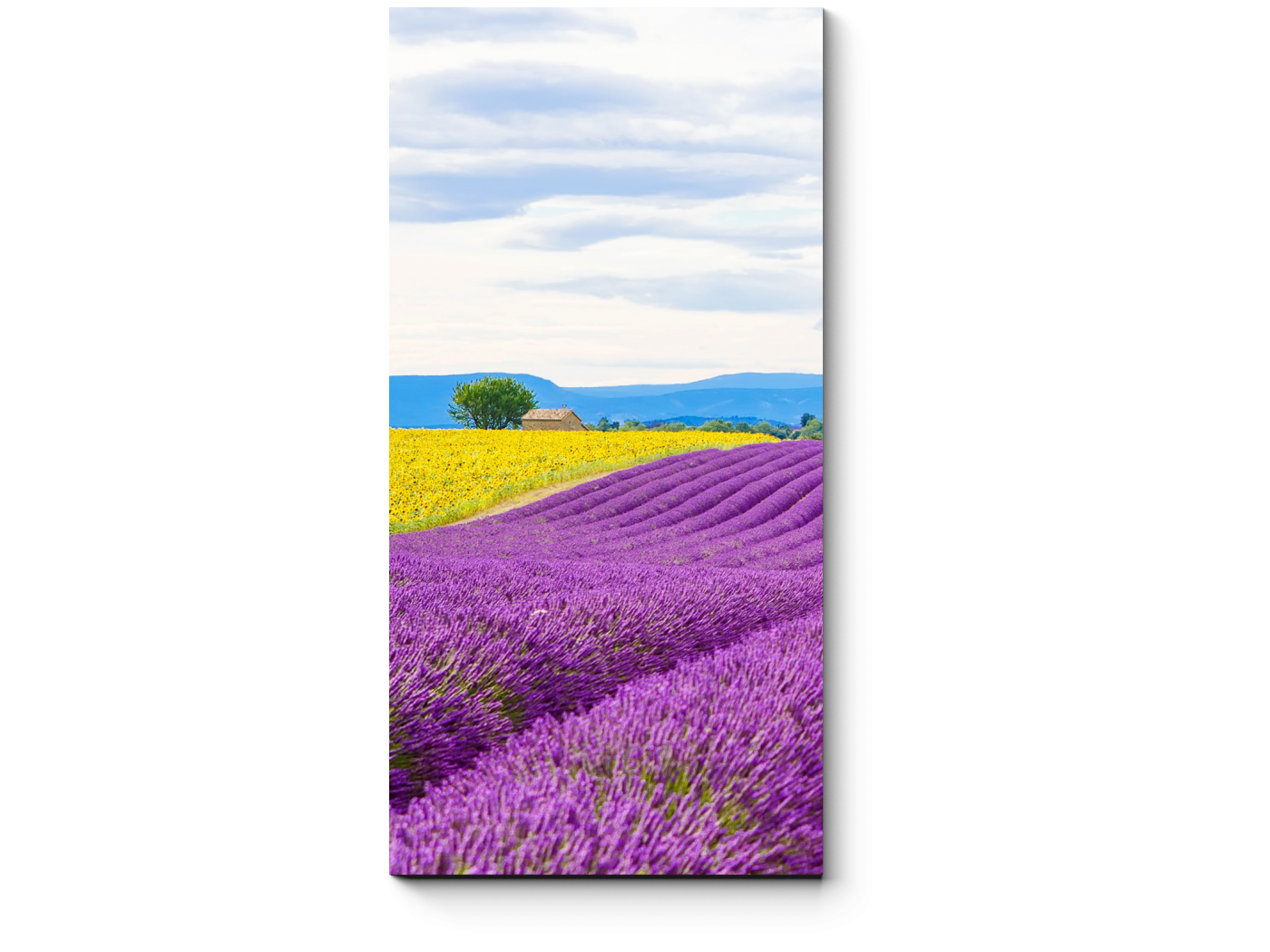 Cs092 lavanda