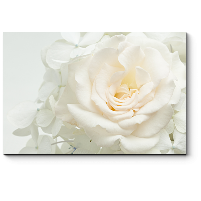 Модульная картина Белоснежная роза