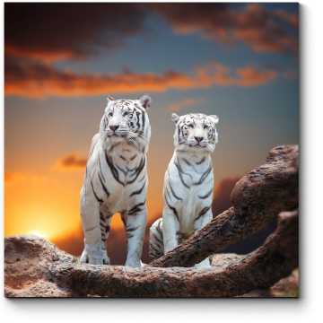 Модульная картина Два белых тигра на закате 