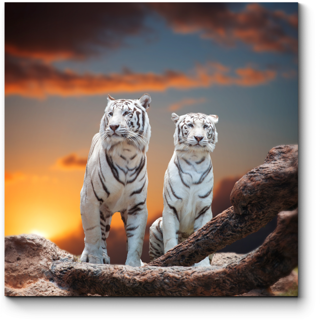 Фотографии белого тигра (60 фото)