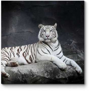 Модульная картина Величественный белый тигр 