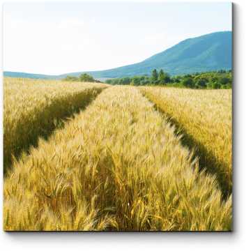 Модульная картина Пшеничное поле в лучах солнца