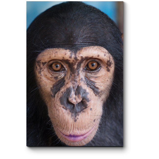 Модульная картина Очаровательный шимпанзе