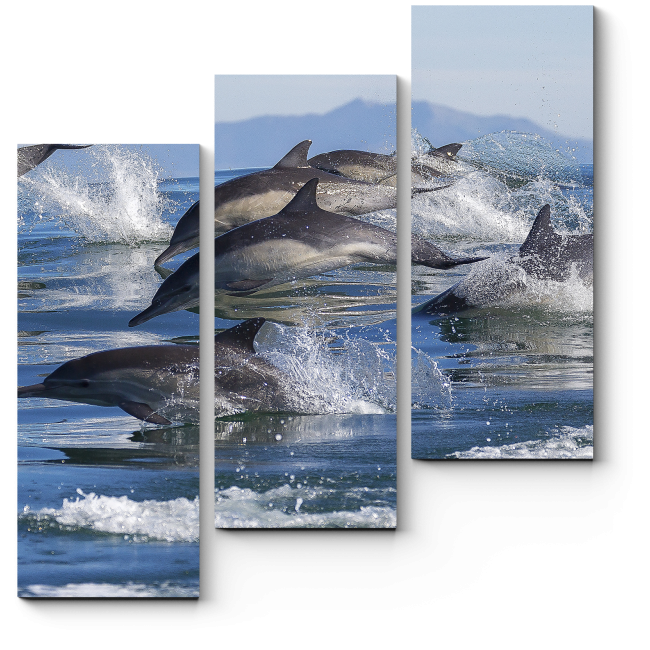 Модульная картина Семья дельфинов