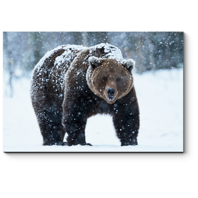 Модульная картина Бурый медведь
