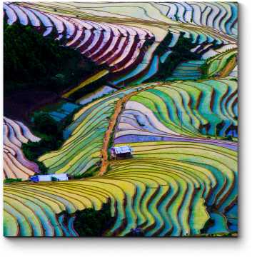 Модульная картина Рисовые поля, Вьетнам 