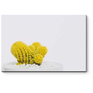 Модульная картина Желтый кактус