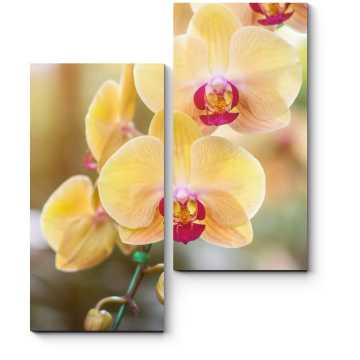 Модульная картина Чарующая орхидея 