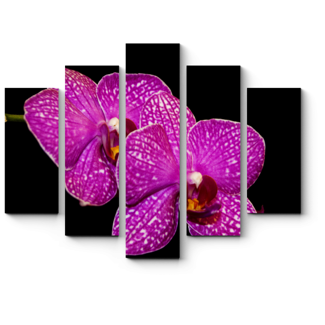 Модульная картина Тропическая орхидея