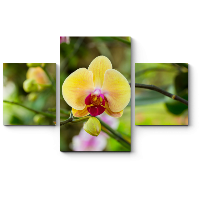 Модульная картина Тропическая орхидея, цветущая в летнем саду