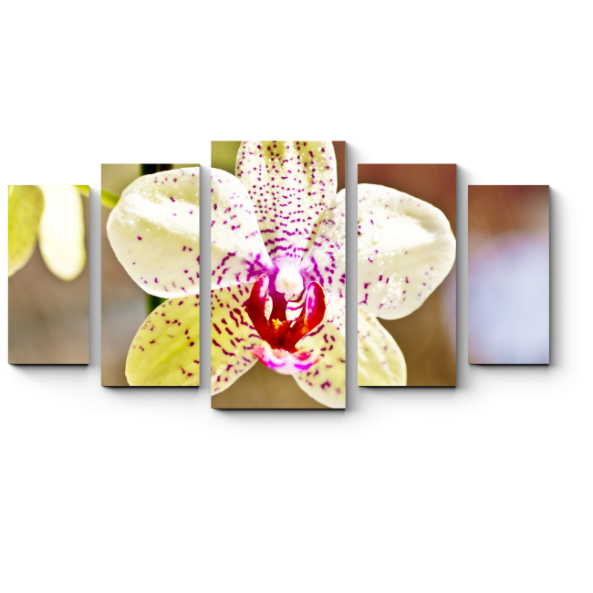 Модульная картина Тигровая орхидея