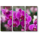 Прекрасные и нежные орхидеи