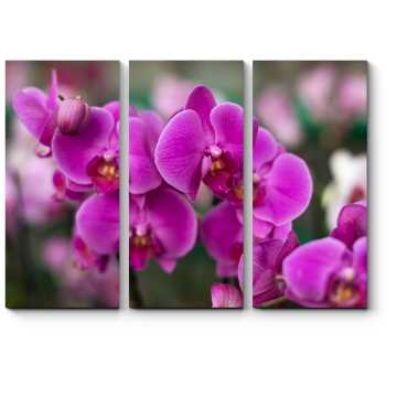 Модульная картина Прекрасные и нежные орхидеи