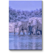 Африканские слоны на водопое 
