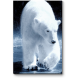 Белый полярный красавец