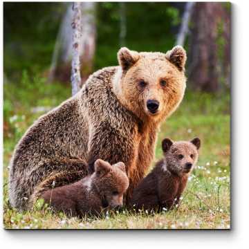Модульная картина Семья очаровательных медведей