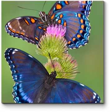 Модульная картина Чарующие бабочки на цветке