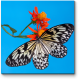 Модульная картина Бабочка на алом бутоне